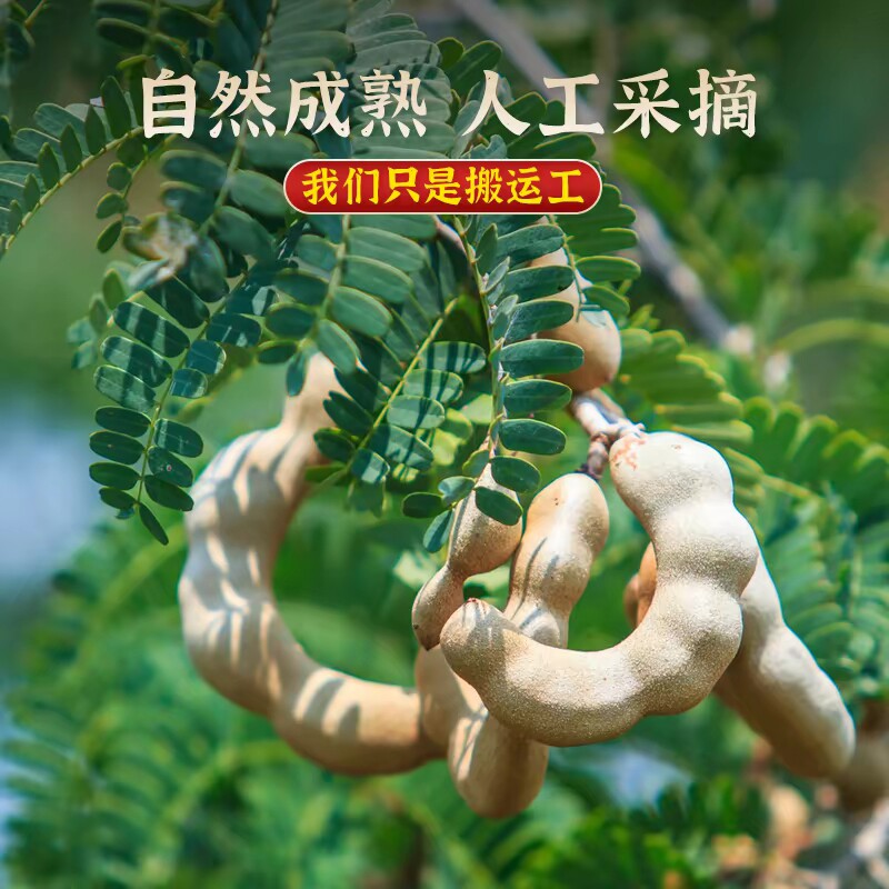 云南特产酸角新鲜野生大甜角孕妇零食水果豆角南酸枣罗望子甜酸角