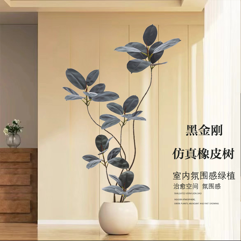 黑金刚橡皮树黄金榕绿植