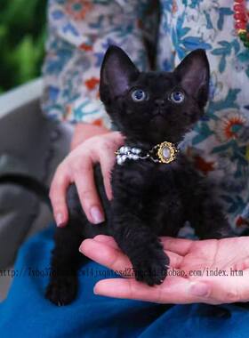 西安/实体猫舍/纯黑德文卷毛猫幼猫纯种宠物丁香色蓝白开脸虎斑异