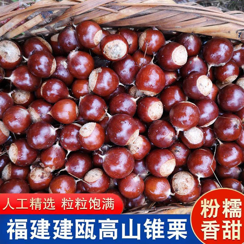 锥栗生新鲜板栗建瓯现摘高山油栗野生毛栗糖炒栗带壳尖栗整箱椎栗,水产肉类/新鲜蔬果/熟食,新鲜板栗/板栗仁,淘宝优惠券,粉丝福利购,淘宝优惠卷