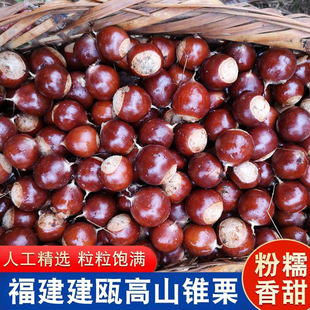 锥栗生新鲜板栗建瓯现摘高山油栗野生毛栗糖炒栗带壳尖栗整箱椎栗