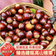 新鲜生板栗现摘建瓯锥栗带壳油栗高山椎栗农家野生毛栗甜糯大栗子