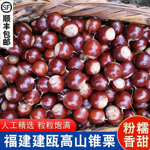 5斤尖栗子一壳一果更香更甜更糯