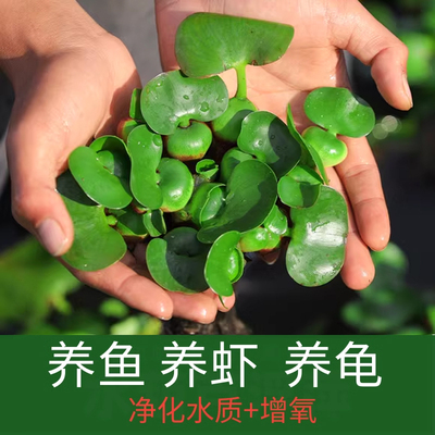 水葫芦水草浮萍鱼缸乌龟虾水草