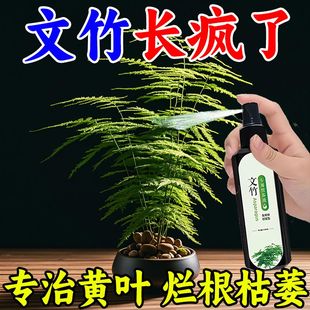 【四季爆芽】文竹专用肥营养液治叶子发黄枯瘦干尖烂根落叶促生长