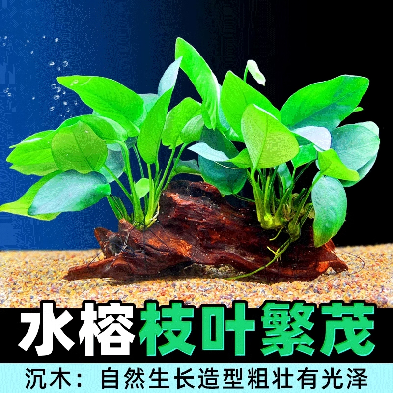 沉木水榕草植物鱼缸造景装