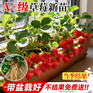 草莓苗盆栽秧苗丹东99新苗秧四季结果奶油玄玉优质脱毒种苗大果苗