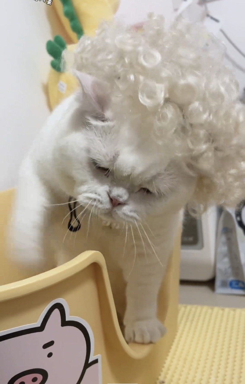 波波头猫咪假发宠物猫狗头套头饰发型COS搞笑宠物帽子