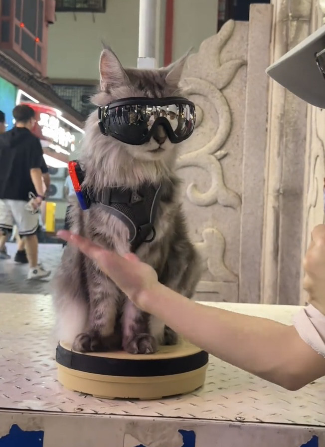 宠物眼镜猫咪狗狗风镜小狗太阳眼镜护目镜大狗墨镜泰迪防风镜