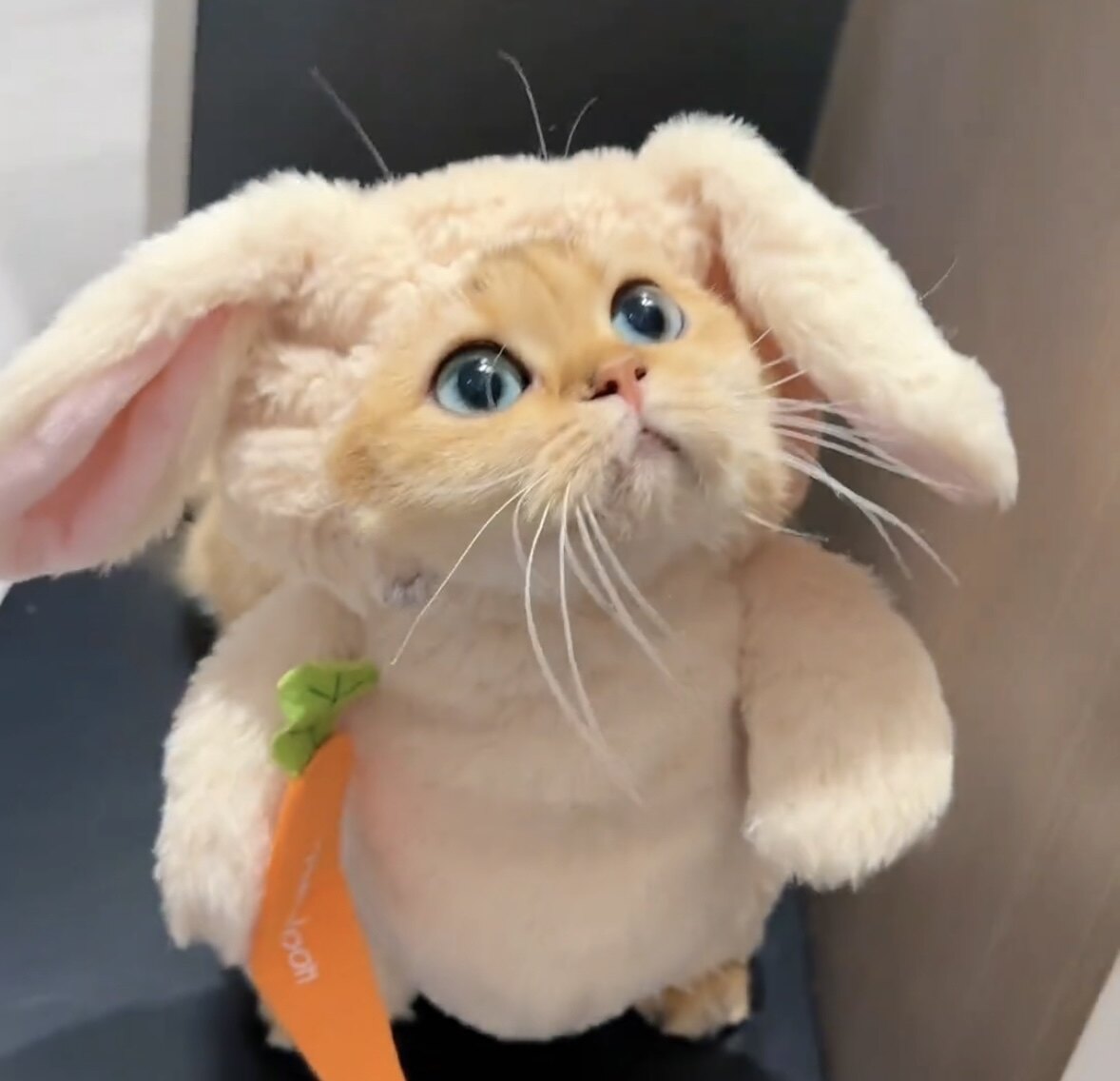 搞怪猫咪衣服变装兔兔宠物跳直立衣带胡萝卜搞笑兔子可爱同款