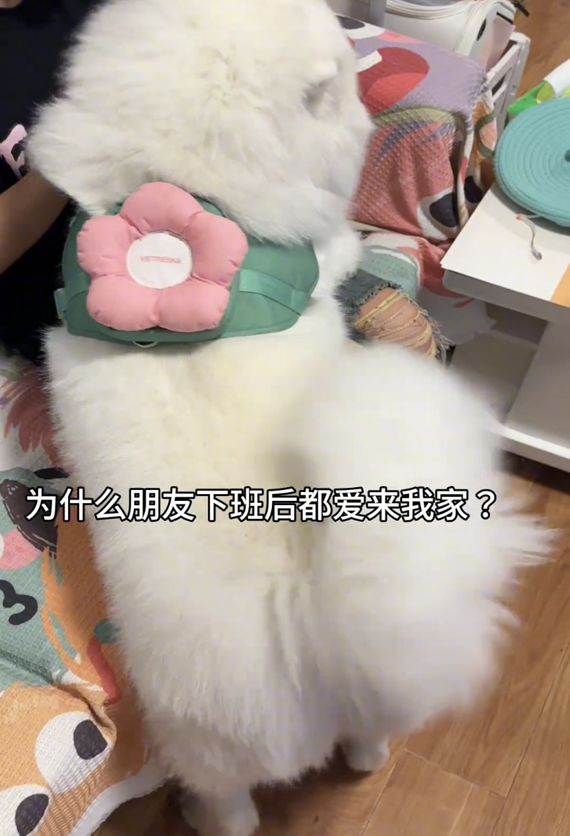 宠物花花背包牵引绳三合一套装遛狗出行宠物狗绳子大中小型犬用品