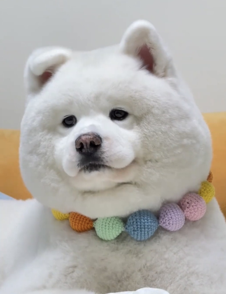 猫咪项圈彩色毛球可爱狗狗脖圈柴犬柯基围脖项链网红宠物拍照饰品
