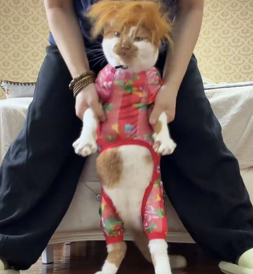 狗狗四脚衣夏天衣服薄款凉快网眼透气宠物猫咪防掉毛防晒中型犬