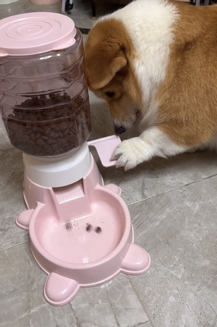 狗狗自动喂食器定时定量宠物猫咪狗粮机按压式喂食器狗盆狗狗用品