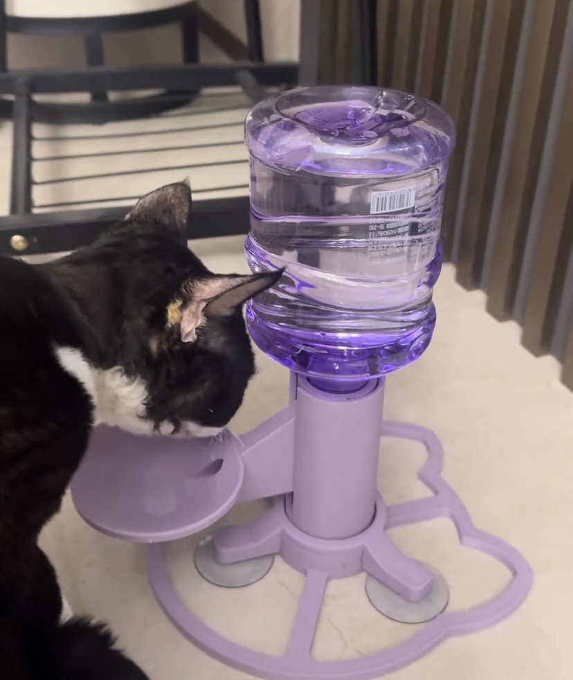 新款猫咪饮水器矿泉水瓶猫咪小狗自动饮水器不湿嘴猫饮水器3d打印