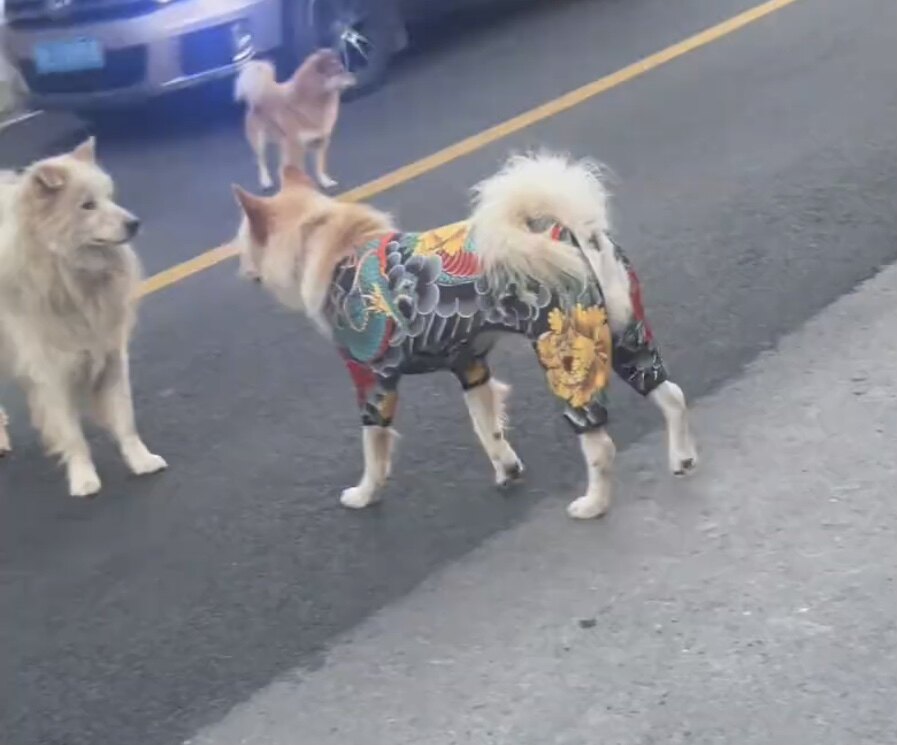 龙纹社会狗夏季清凉装宠物纹身衣服狗狗夏季防掉毛衣服宠物四角裤
