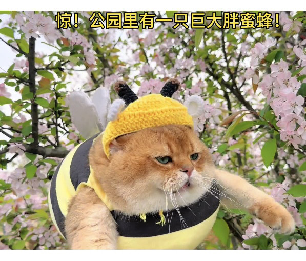 狗狗蜜蜂可爱猫咪使用的小蜜蜂套装衣服宠物个性加厚保暖衣服