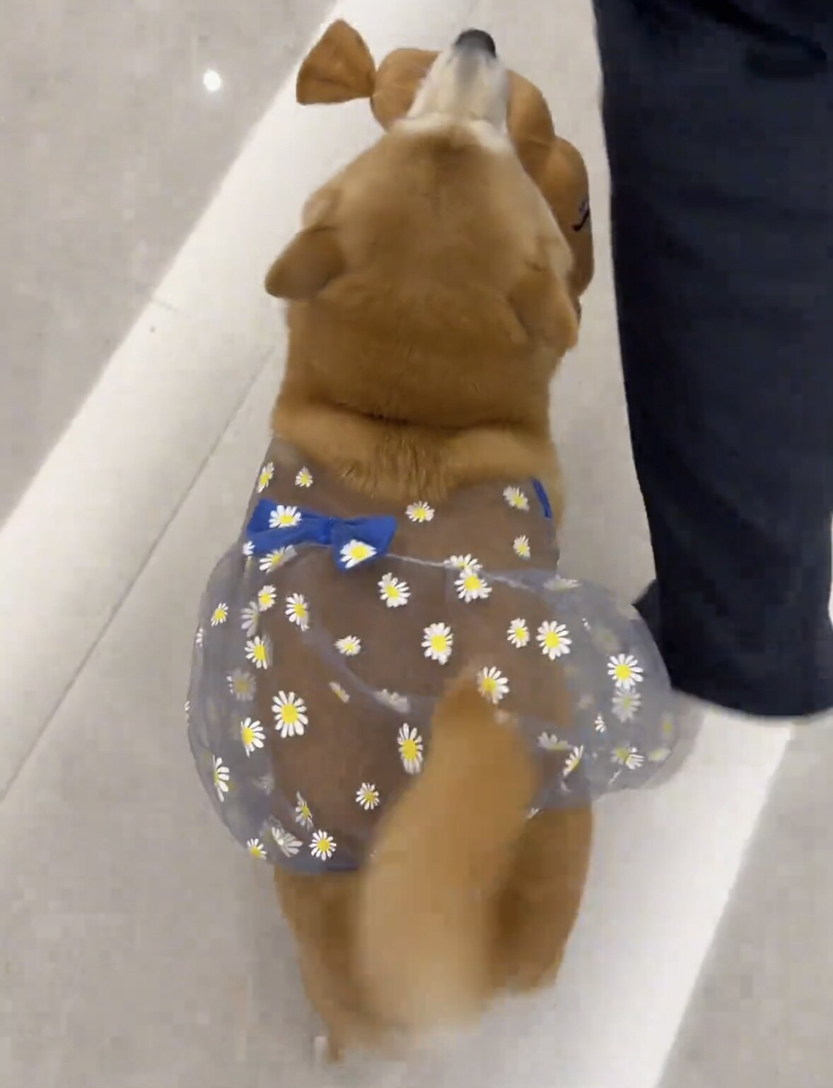 猫狗网纱小雏菊网纱背心泰迪比熊柯基中小型犬宠物衣服春夏款