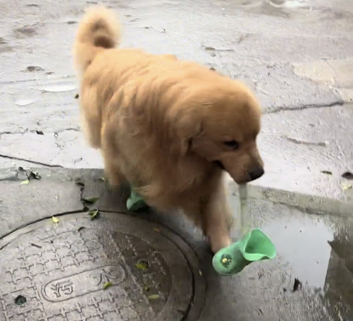 宠物狗狗外出雨鞋卡通童趣恐龙防水防滑不掉落雨靴耐磨大中型犬用