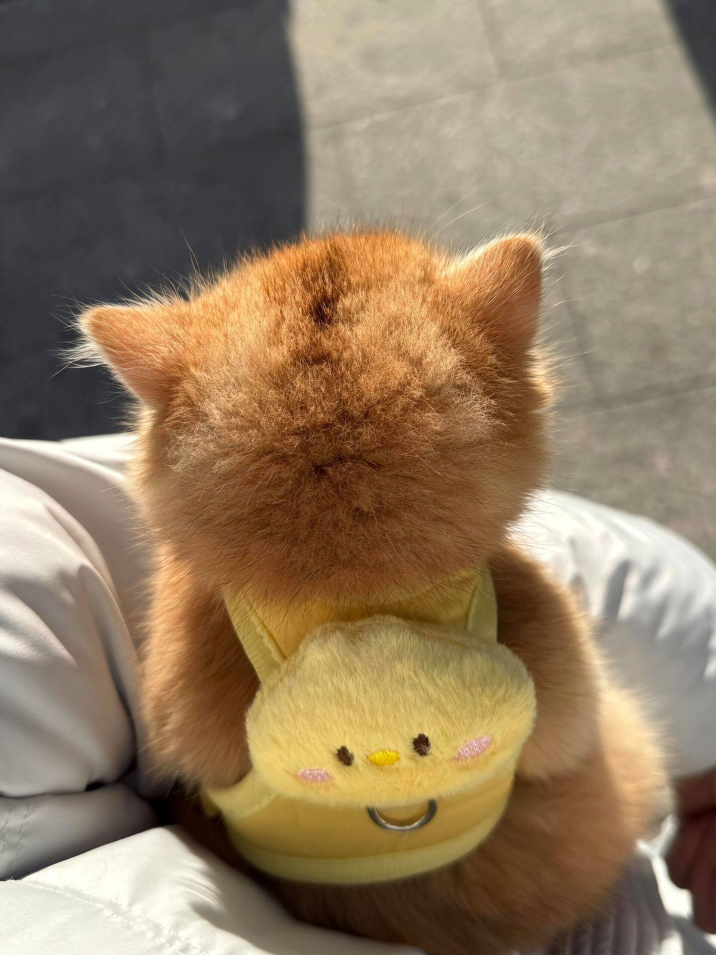 小鸡猫咪牵引绳宠物防挣脱外出专用工字型背心户外遛狗遛猫绳子