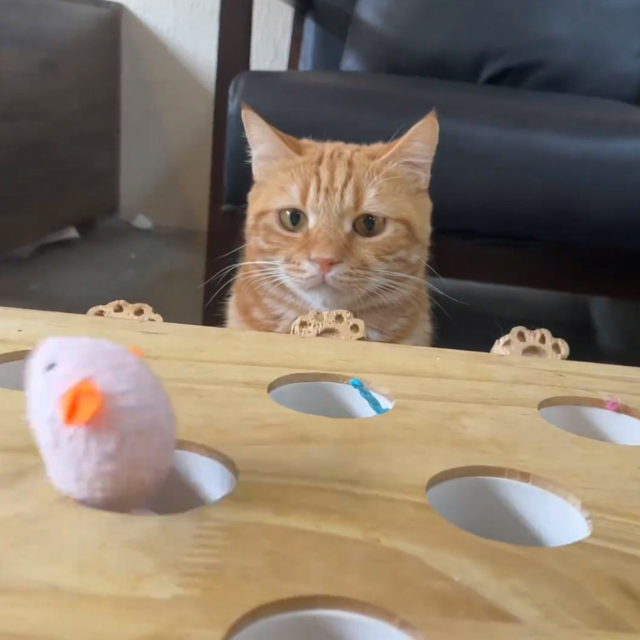 抖音同款2026实木网红老鼠逗猫神器自嗨猫玩具猫咪打地鼠玩具儿童