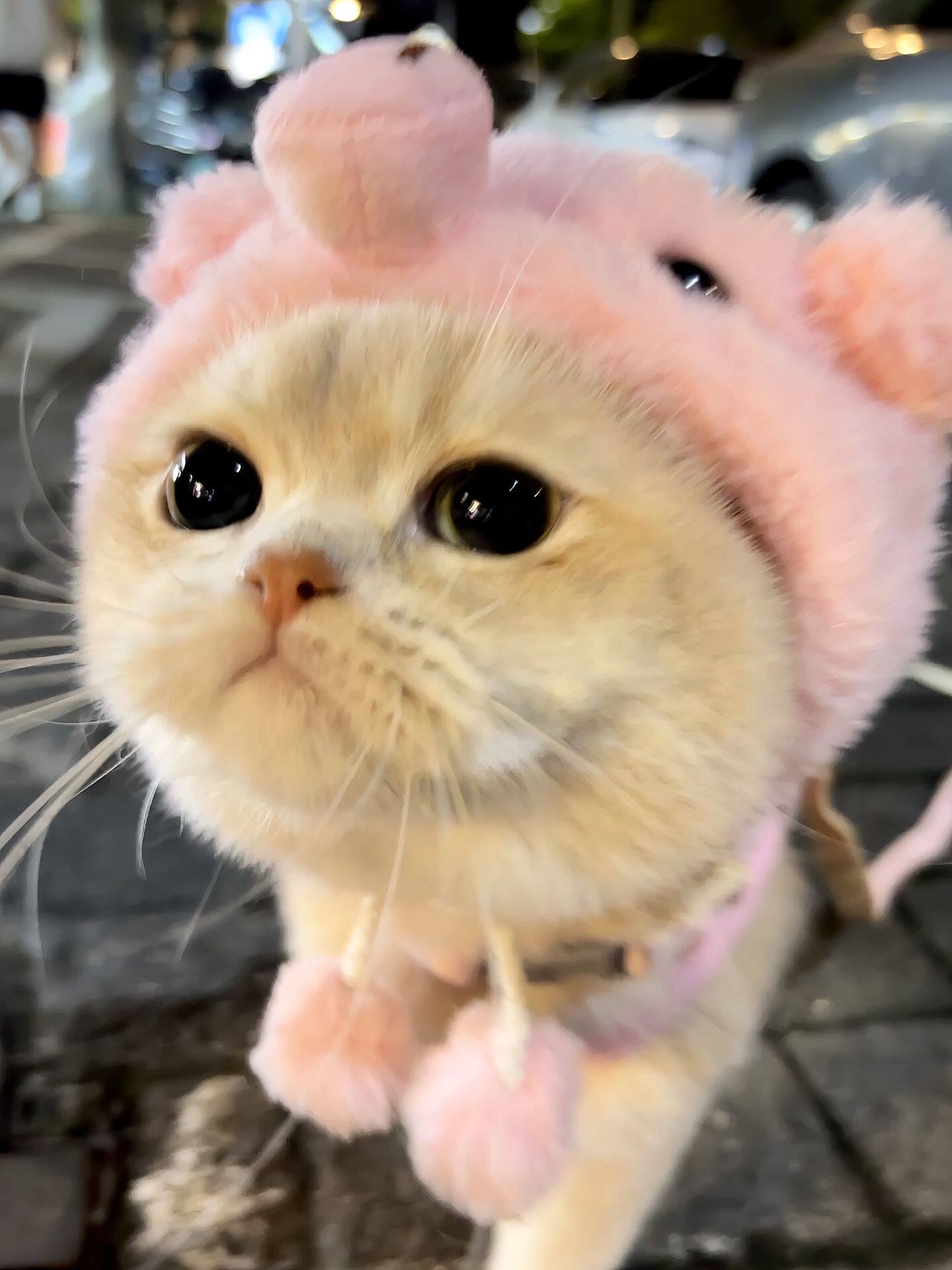 猫咪帽子可爱粉猪帽宠物搞笑头套狗狗小猫变装帽搞怪头饰拍照道具