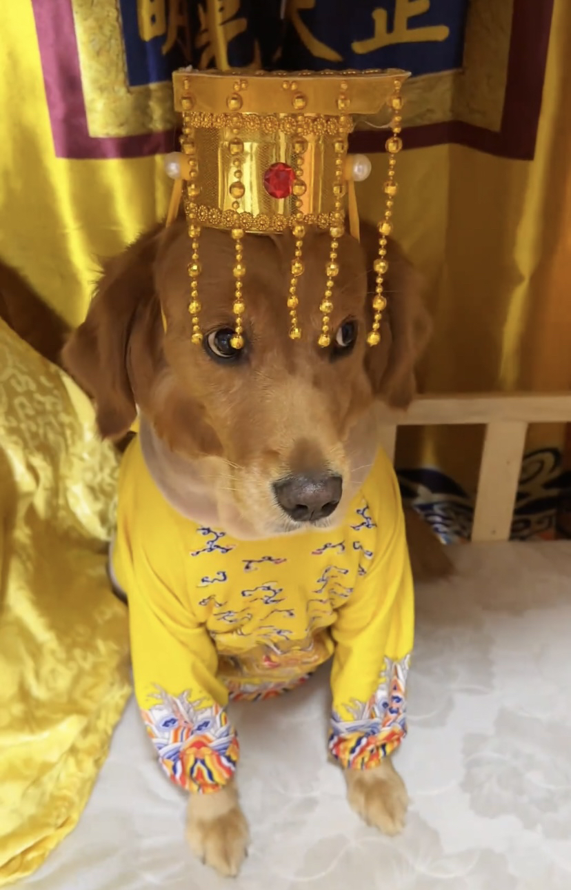 宠物皇上驾到帽子创意搞笑古代皇帝驾到狗狗宠物衣服可爱头饰