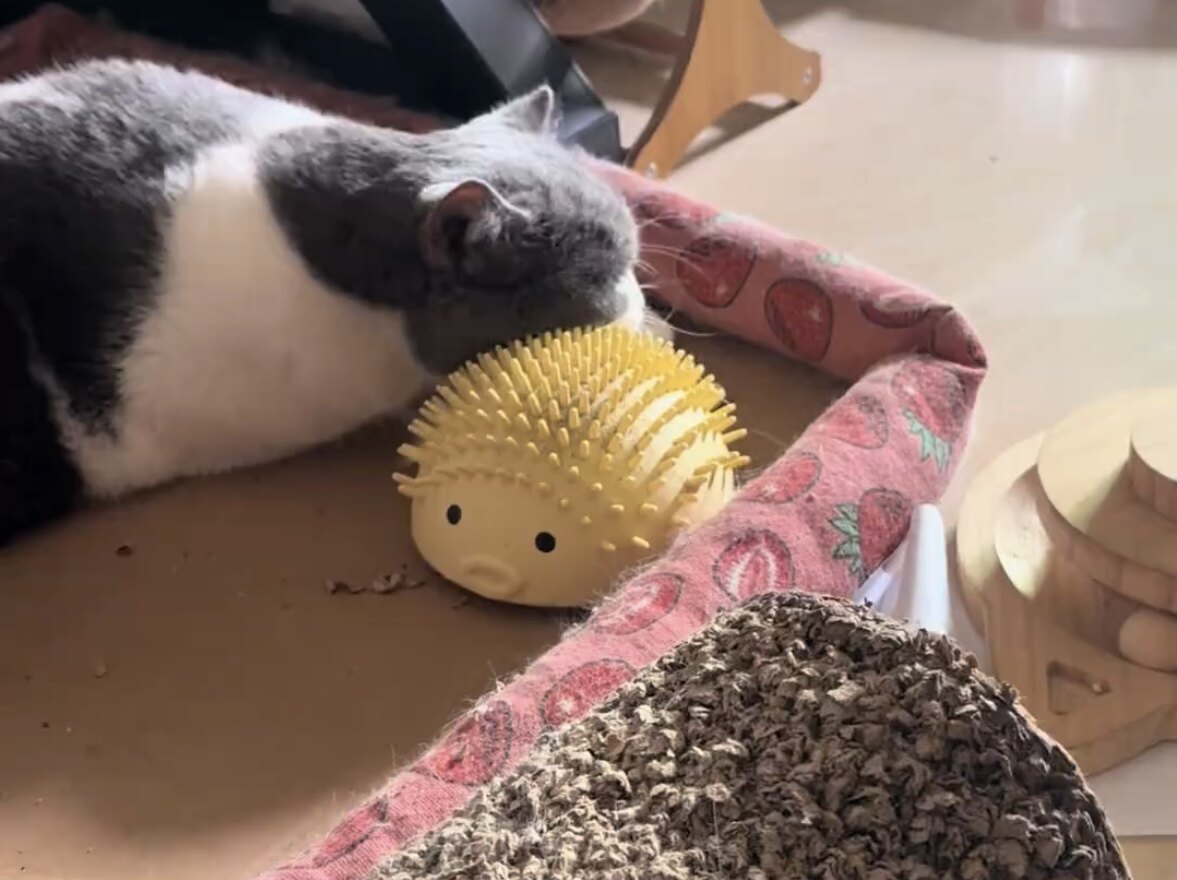 按摩猫玩具河豚蹭痒器磨牙猫薄荷球玩具猫咪玩具猫咪蹭痒神器可爱