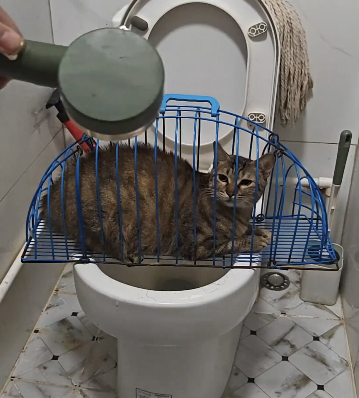 带长柄刷洗猫笼洗澡猫笼便携宠物猫狗洗猫神器猫咪吹风笼猫洗澡笼