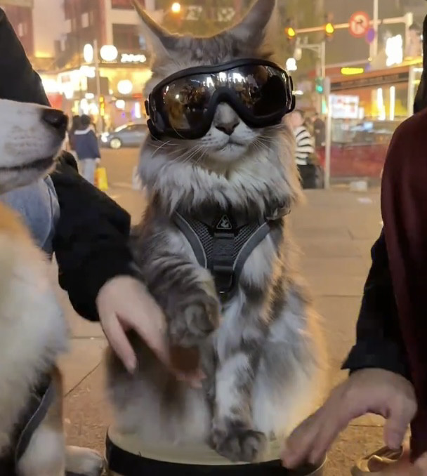 酷帅猫咪墨镜缅因猫防风护目镜遛狗骑车靓仔小型犬肩灯同款牵引绳