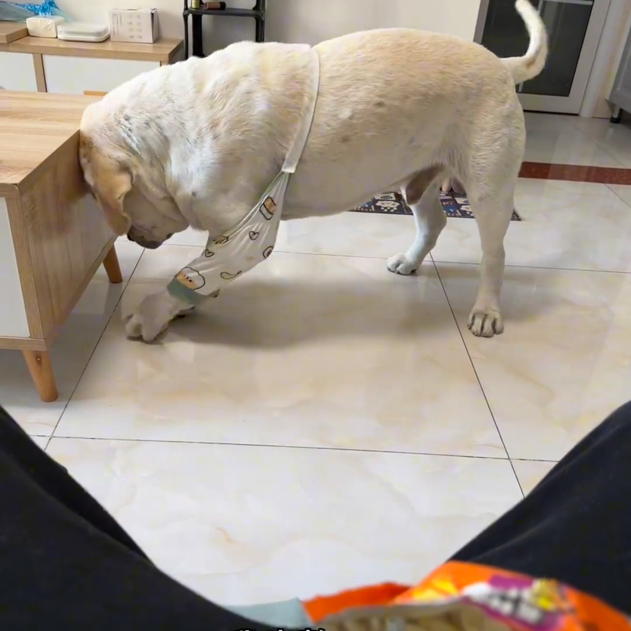 卡通可爱便携关节保护套宠物犬用护肘护膝套装各种类型犬2026