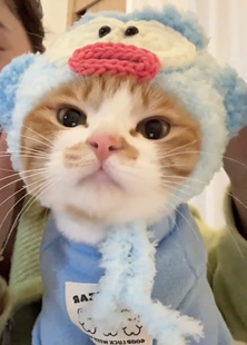 新款毛绒绒软绵冬天加厚保暖克 斯无毛猫衣服德文帽子