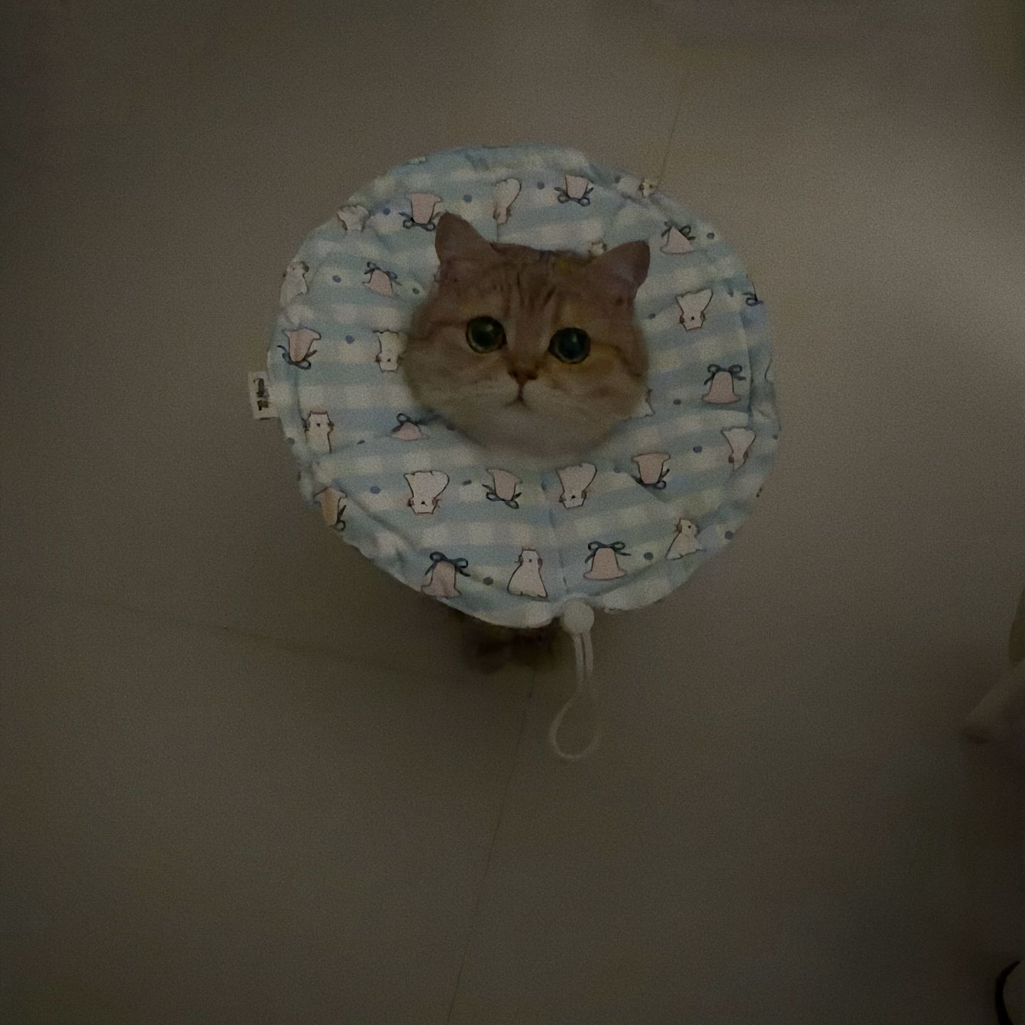 宠物伊丽莎白圈防水抽绳印花猫头套柔软猫狗项圈美容圈