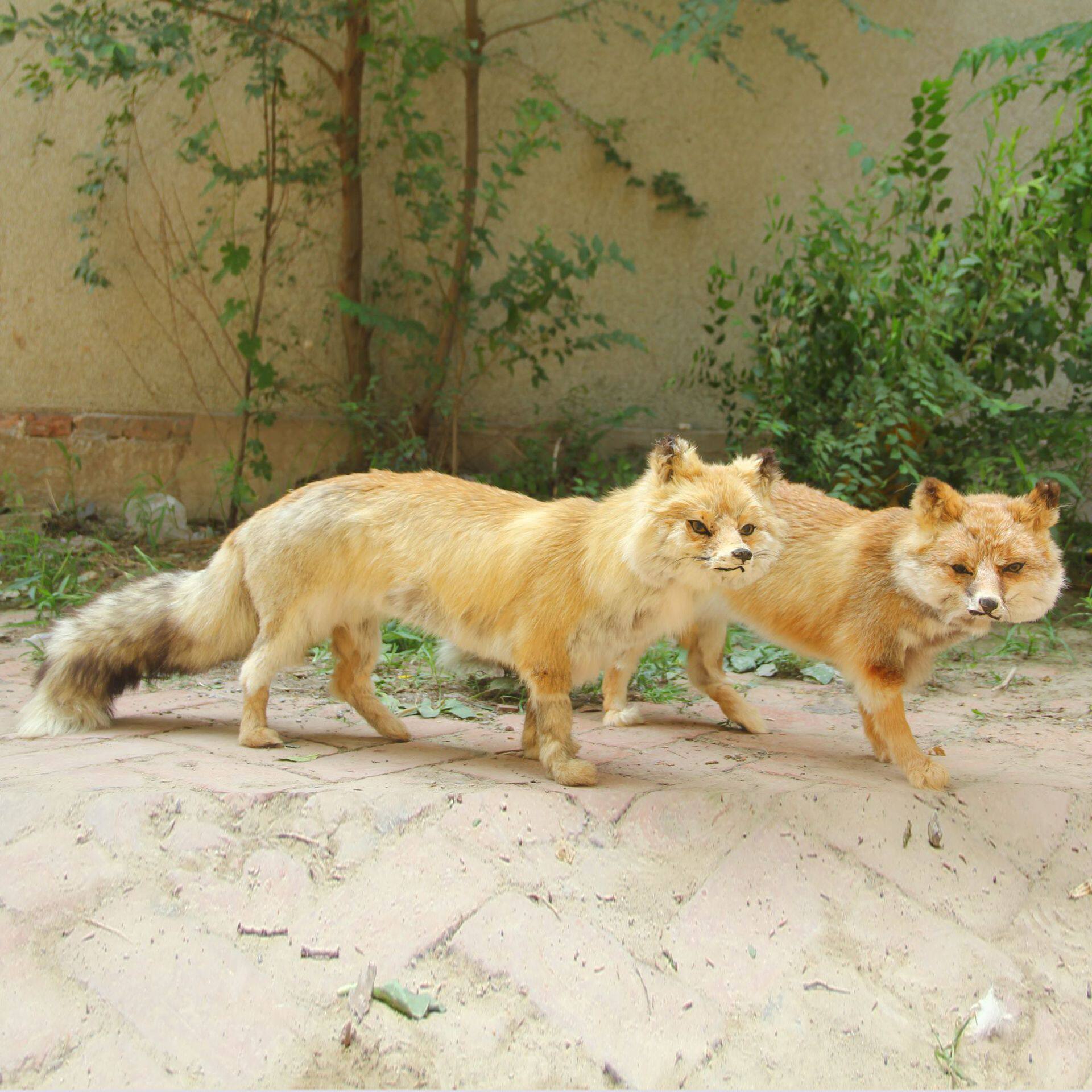 家居大号仿真狐狸白狐果子狸摆件 摄影道具 皮毛玩具厂家直销