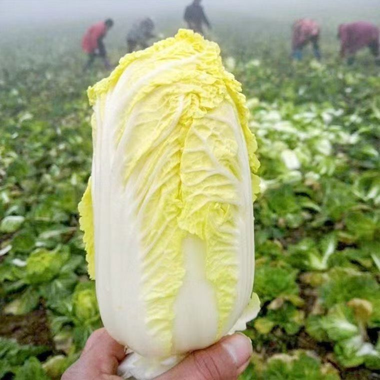 内蒙古霜打高原娃娃菜露天种植娃娃菜生态时蔬现砍发出黄芯娃娃菜