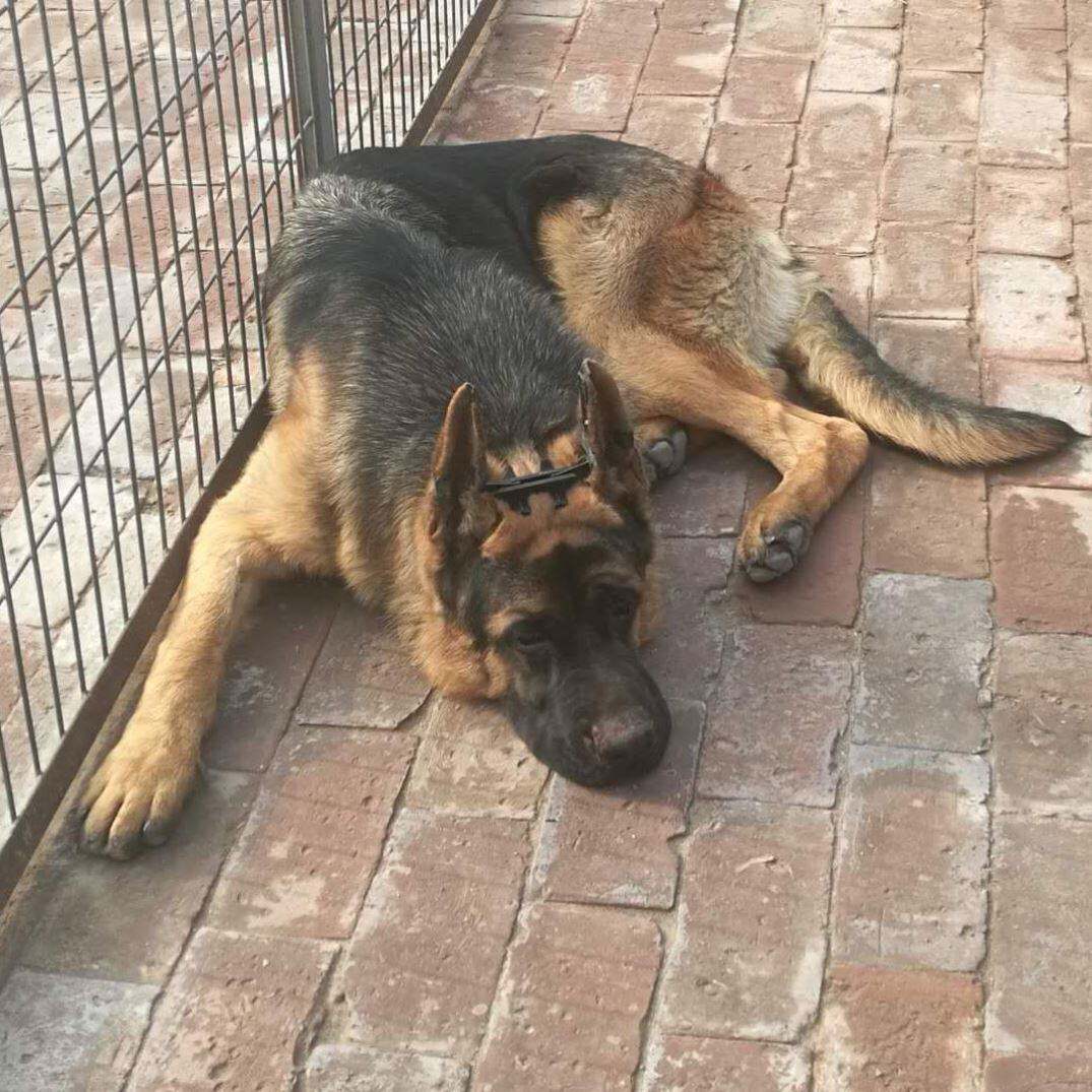 德牧立耳辅助器幼犬小狗耳贴狗狗杜宾专用黑狼犬竖耳支架耳朵矫正