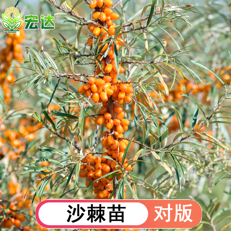 沙棘苗大果沙棘果火棘南北方盆栽深秋红沙枣酸刺醋柳果大尔卜兴