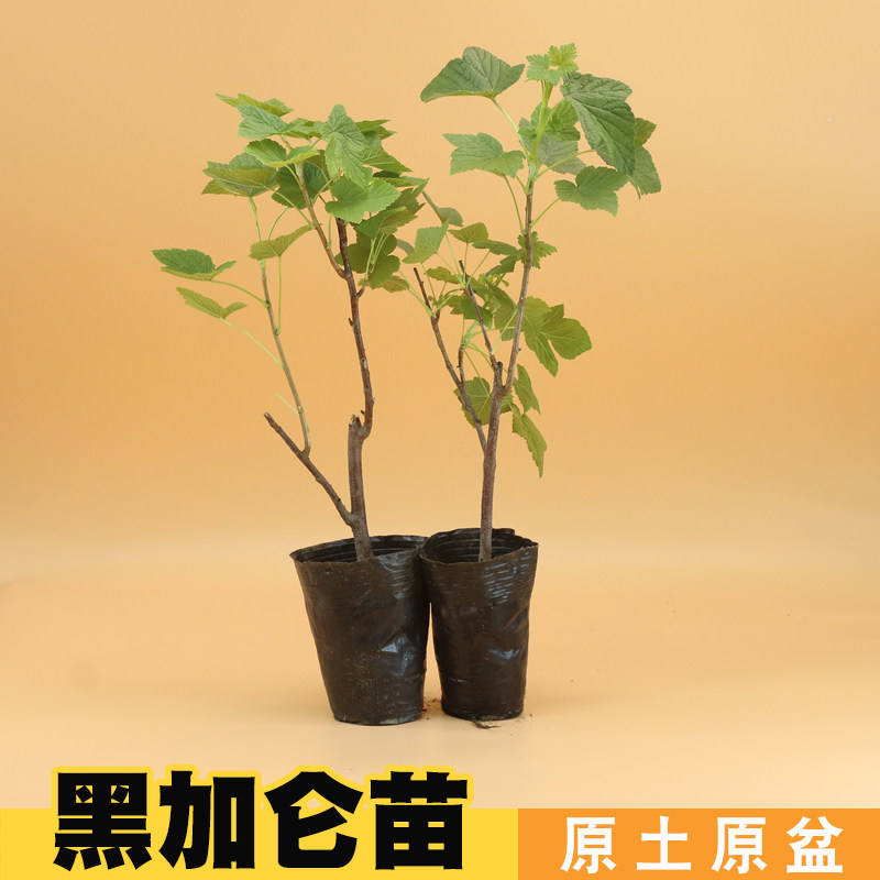黑加仑树苗树葡萄盆栽庭院阳台地栽新品种南北方种植耐寒当年结果