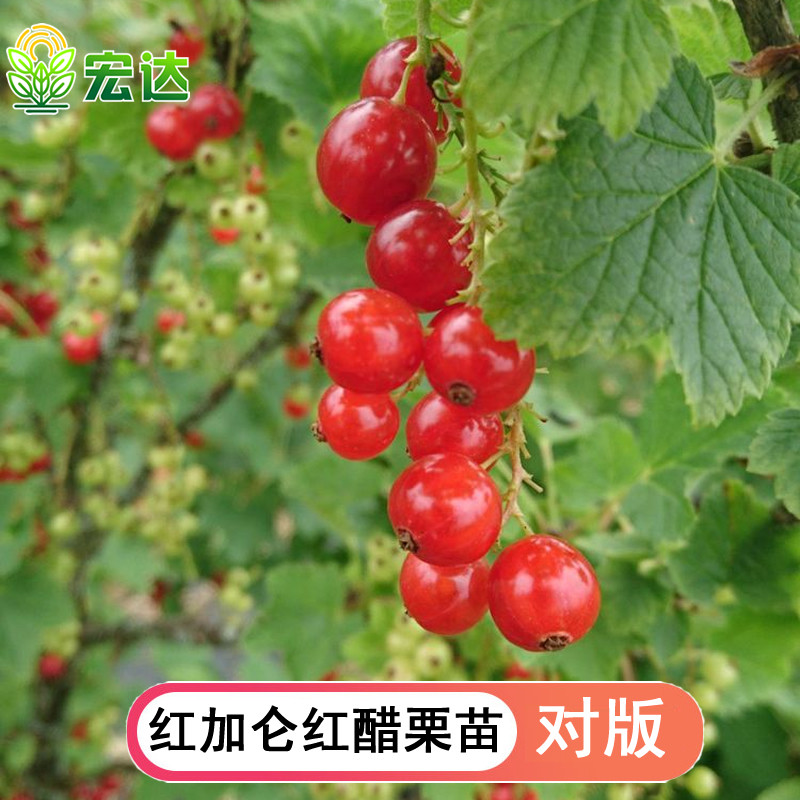 红加仑果树苗红豆苗红醋栗苗红灯笼果苗南北方种植当年结果红色果