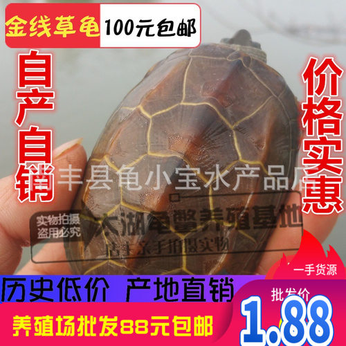 外塘大小中华草龟长寿龟金线草龟苗子墨龟乌龟三线草产蛋草龟
