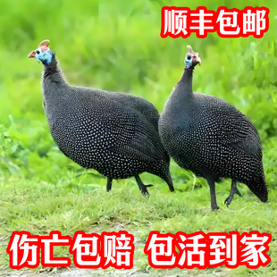 【包活到家】家养网红珍珠成年活鸡活体山鸡下蛋鸡包邮包活到家