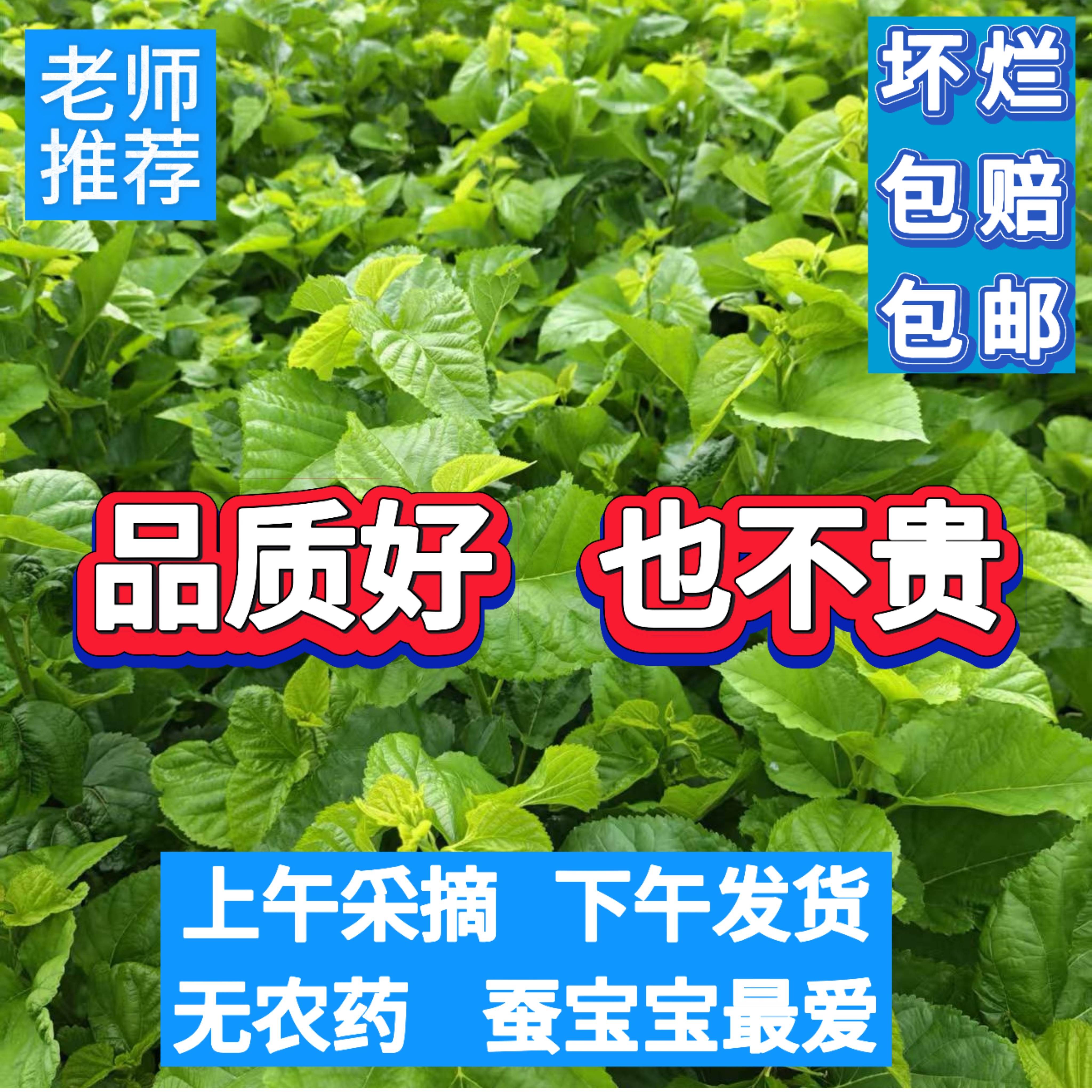 蚕宝宝吃新鲜桑叶包邮现摘发货