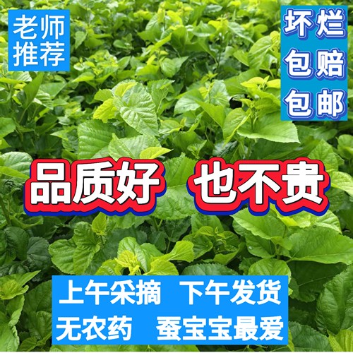蚕宝宝吃新鲜桑叶包邮现摘发货