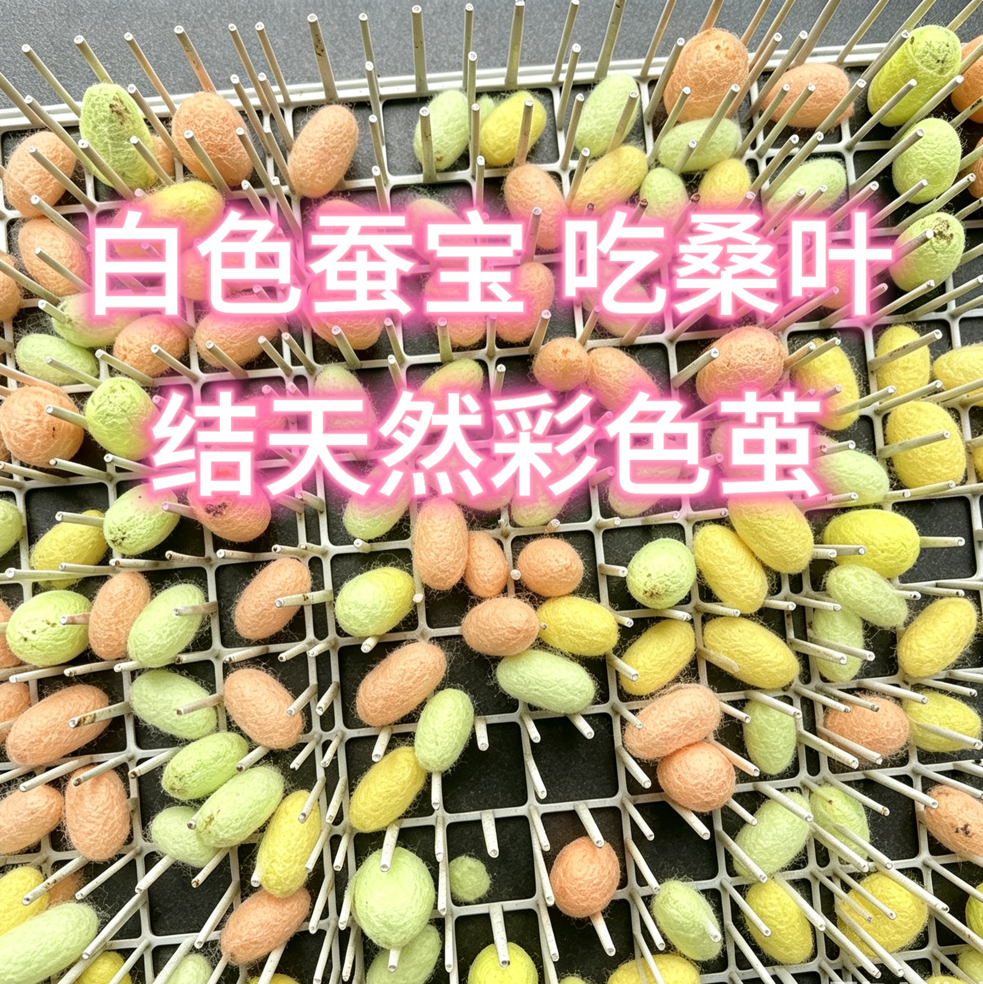 天然彩色茧蚕宝宝批发零售 包活包邮 专业孵化成活率高 新鲜桑叶