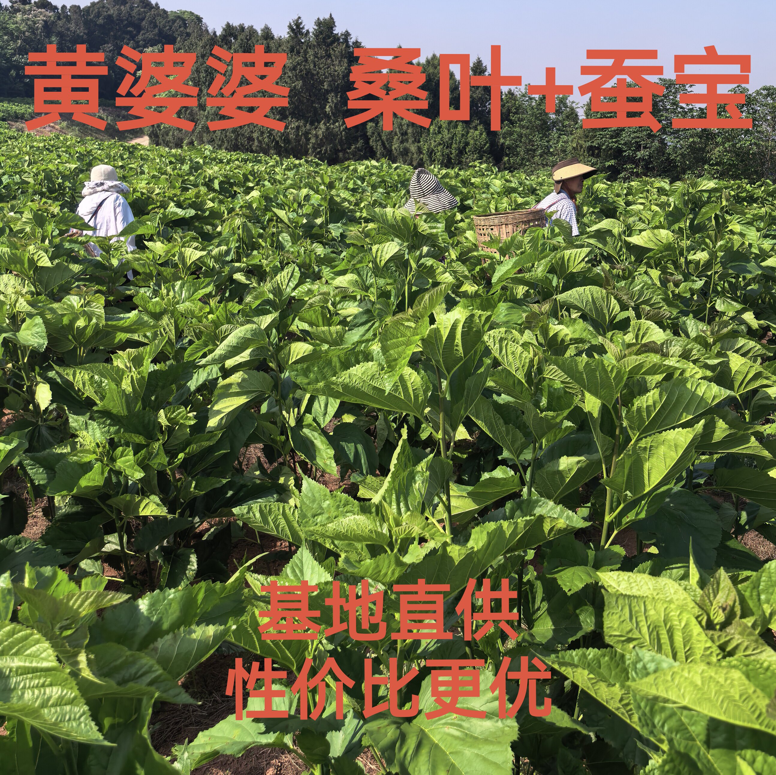 四川成都桑园 直供新鲜桑叶蚕宝宝 平价包邮 4.88元起