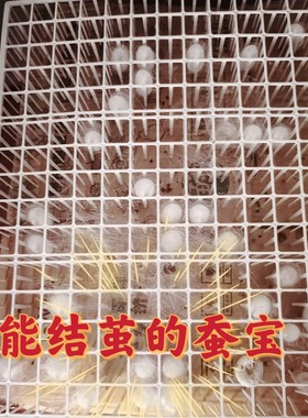 吃营养充足新鲜桑叶蚕宝长得好