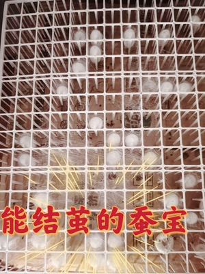 吃营养充足新鲜桑叶蚕宝长得好