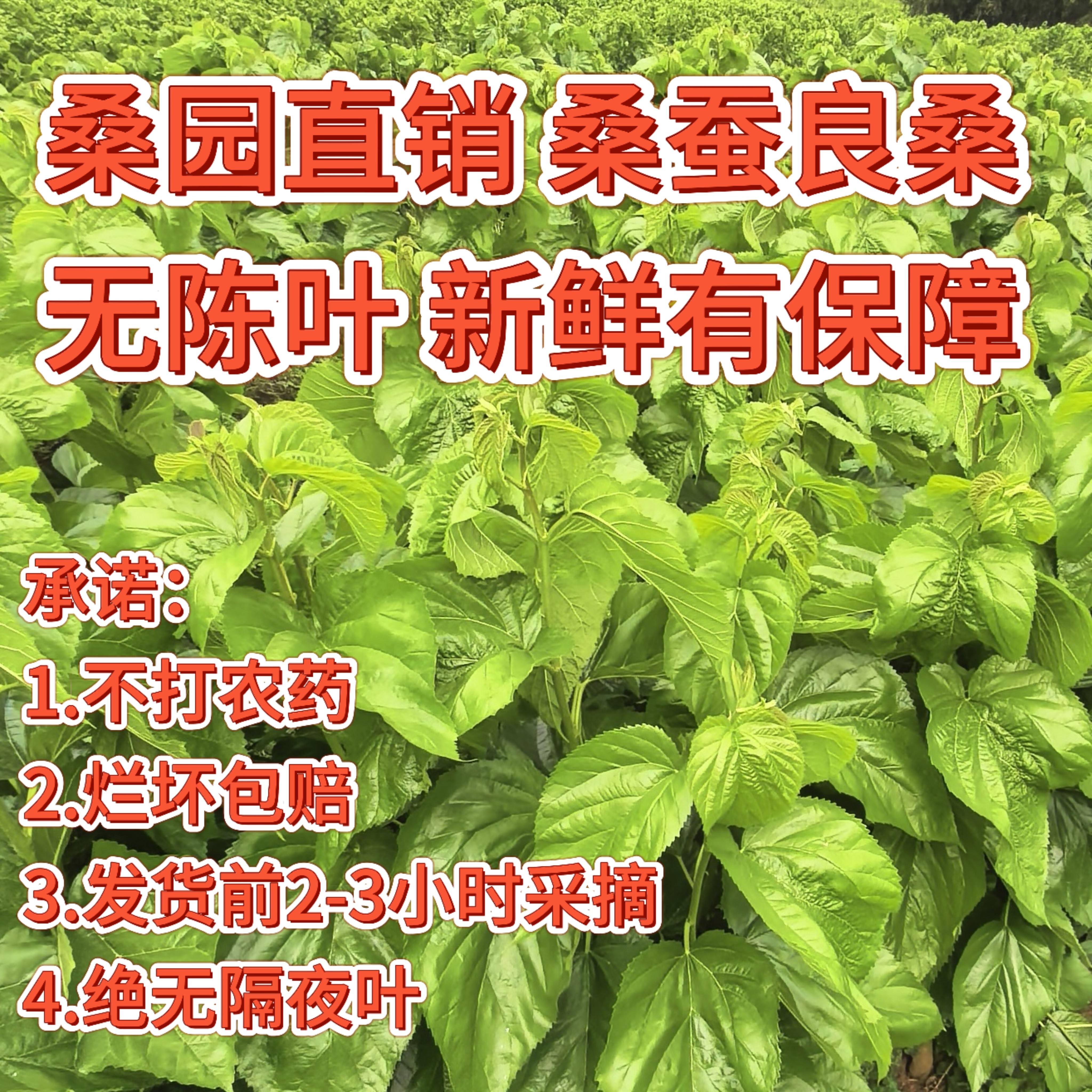 新鲜桑叶无农药无隔夜叶包邮