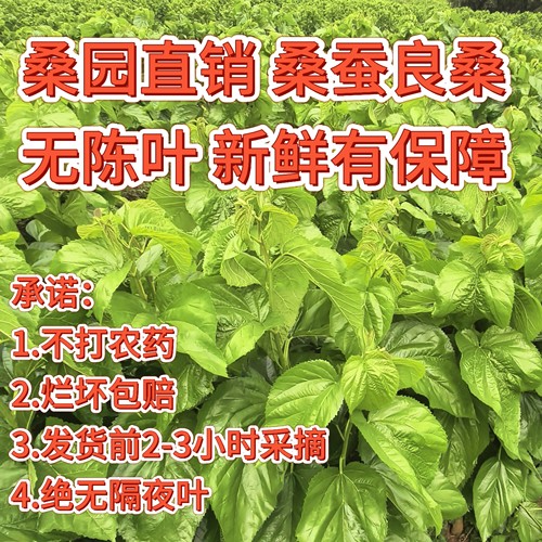 新鲜桑叶无农药无隔夜叶包邮