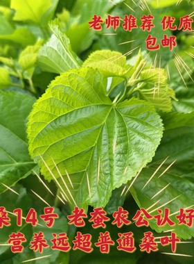 成都附近次日收货营养足蚕宝好